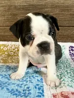 Dillon , a male Boston Terrier for sale in Montevideo, MN – 3 of 8