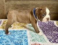 Rip, a male Boston Terrier for sale in Montevideo, MN – 4 of 6