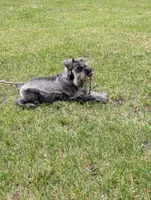 Diva F, a female Miniature Schnauzer for sale in Montevideo, MN – 5 of 9