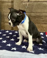 Thor, a male Boston Terrier for sale in Montevideo, MN – 4 of 5