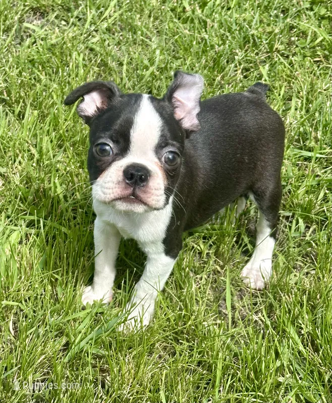 Porter – Boston Terrier puppy for sale in Montevideo, MN