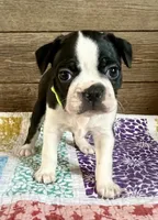 Chase, a male Boston Terrier for sale in Montevideo, MN – 1 of 7