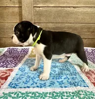 Chase, a male Boston Terrier for sale in Montevideo, MN – 5 of 7