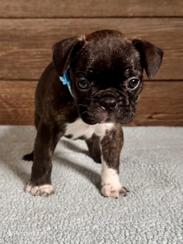 Harlin – Boston Terrier, French Bulldog puppy for sale in Montevideo, MN