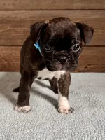 Harlin, a male Boston Terrier and French Bulldog for sale in Montevideo, MN – 1 of 9