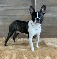 Porter, a male Boston Terrier for sale in Montevideo, MN – 8 of 8