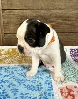 Dillon , a male Boston Terrier for sale in Montevideo, MN – 5 of 8