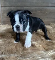 Frank , a male Boston Terrier for sale in Montevideo, MN – 2 of 8