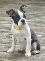 Tucker , a male Boston Terrier for sale in Montevideo, MN – 3 of 8