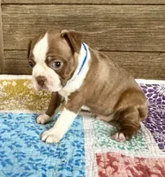 Rip, a male Boston Terrier for sale in Montevideo, MN – 3 of 6