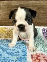 Dillon , a male Boston Terrier for sale in Montevideo, MN – 1 of 8