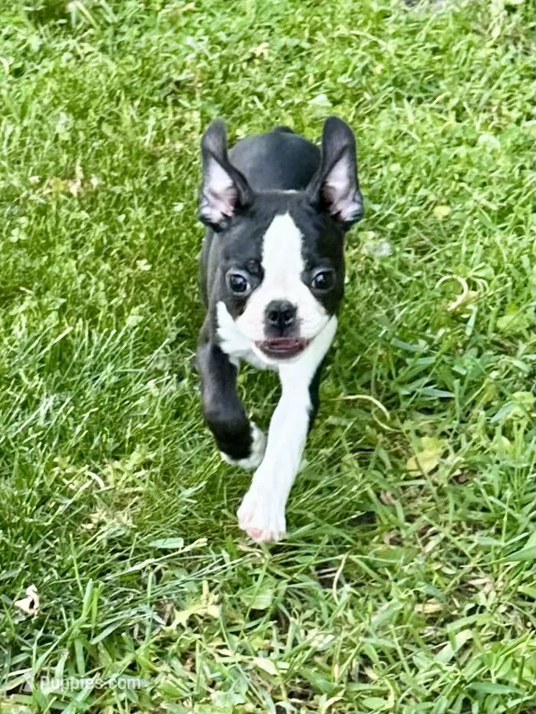 Spike – Boston Terrier puppy for sale in Montevideo, MN