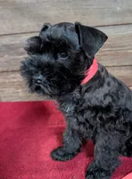 Gabby Red Collar, a male Miniature Schnauzer for sale in Montevideo, MN – 5 of 9