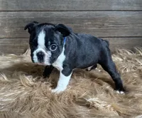 Frank , a male Boston Terrier for sale in Montevideo, MN – 4 of 8