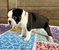 Bryce, a male Boston Terrier for sale in Montevideo, MN – 5 of 8
