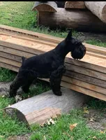 Echo Aqua, a male Miniature Schnauzer for sale in Montevideo, MN – Photo 5 of 9