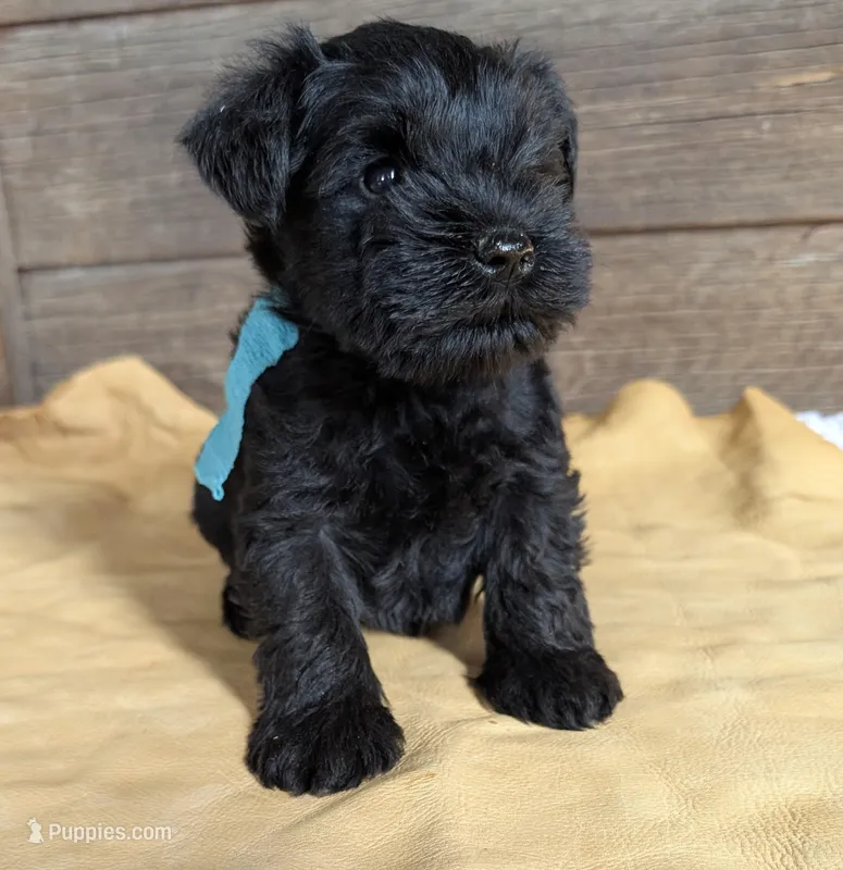 Echo Aqua – Miniature Schnauzer puppy for sale in Montevideo, MN