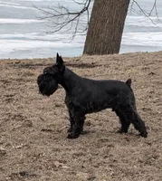 Echo Aqua, a male Miniature Schnauzer for sale in Montevideo, MN – Photo 6 of 9