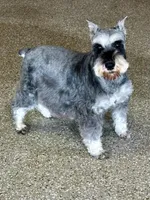Echo Aqua, a male Miniature Schnauzer for sale in Montevideo, MN – Photo 8 of 9