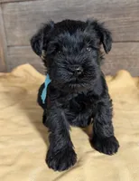 Echo Aqua, a male Miniature Schnauzer for sale in Montevideo, MN – Photo 4 of 9