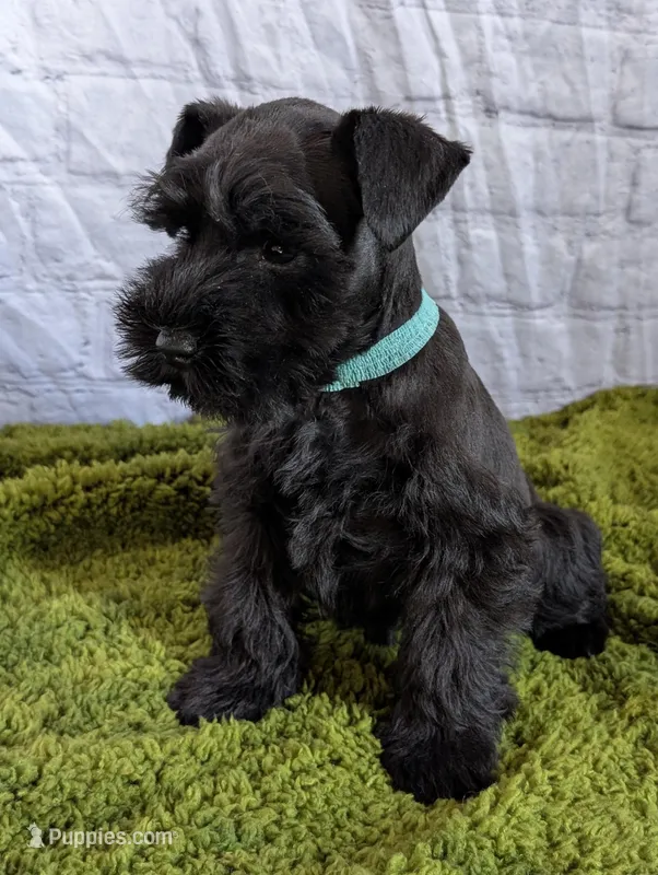 Echo Aqua – Miniature Schnauzer puppy for sale in Montevideo, MN