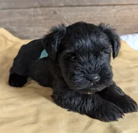 Echo Aqua, a male Miniature Schnauzer for sale in Montevideo, MN – Photo 3 of 9