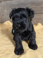 Echo Aqua, a male Miniature Schnauzer for sale in Montevideo, MN – Photo 2 of 9