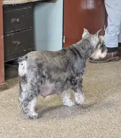 Echo Aqua, a male Miniature Schnauzer for sale in Montevideo, MN – Photo 9 of 9