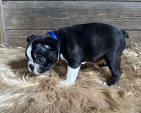Frank , a male Boston Terrier for sale in Montevideo, MN – 3 of 8