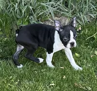 Thor, a male Boston Terrier for sale in Montevideo, MN – 5 of 10