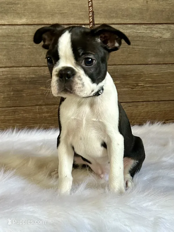 Blaze – Boston Terrier puppy for sale in Montevideo, MN