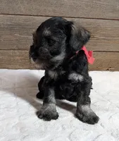 Flirt red collar, a female Miniature Schnauzer for sale in Montevideo, MN – Photo 4 of 8