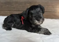 Flirt red collar, a female Miniature Schnauzer for sale in Montevideo, MN – Photo 2 of 8