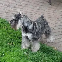 Flirt yellow collar, a female Miniature Schnauzer for sale in Montevideo, MN – Photo 6 of 7