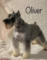 Flirt yellow collar, a female Miniature Schnauzer for sale in Montevideo, MN – Photo 7 of 7