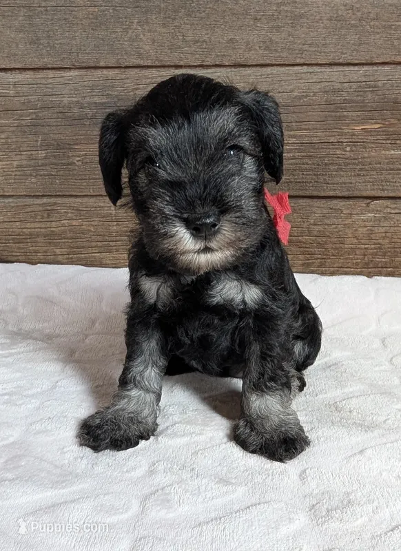 Flirt red collar – Miniature Schnauzer puppy for sale in Montevideo, MN