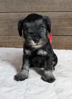 Flirt red collar, a female Miniature Schnauzer for sale in Montevideo, MN – Photo 1 of 8