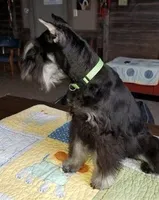 Flirt yellow collar, a female Miniature Schnauzer for sale in Montevideo, MN – Photo 5 of 7