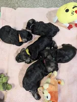 Flirt yellow collar, a female Miniature Schnauzer for sale in Montevideo, MN – Photo 4 of 7