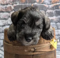Flirt yellow collar, a female Miniature Schnauzer for sale in Montevideo, MN – Photo 2 of 7