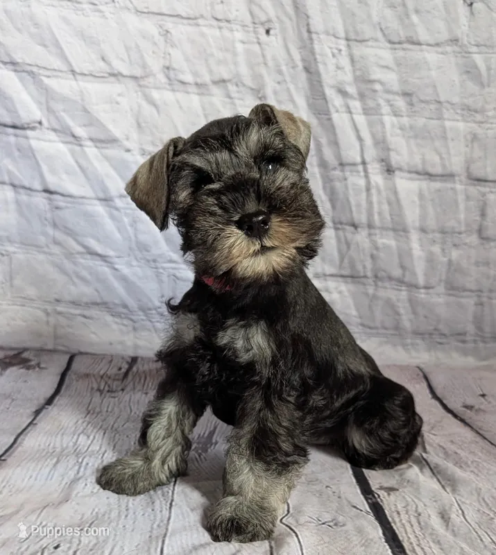 Flirt red collar – Miniature Schnauzer puppy for sale in Montevideo, MN