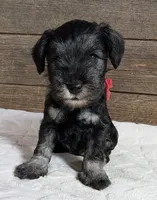 Flirt red collar, a female Miniature Schnauzer for sale in Montevideo, MN – Photo 3 of 8