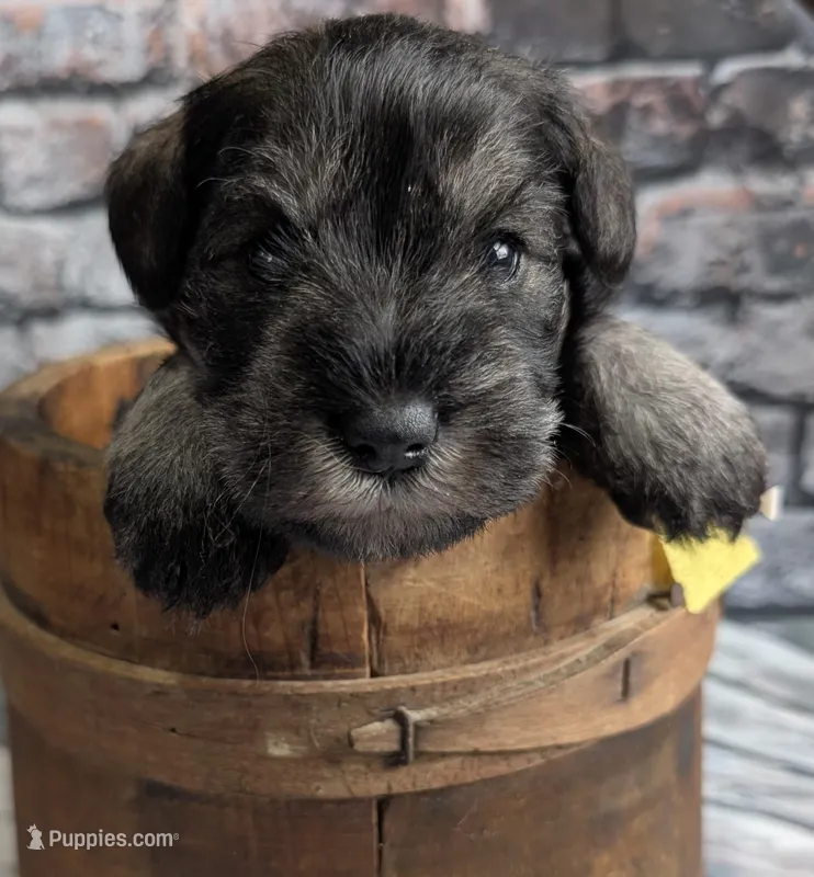 Flirt yellow collar – Miniature Schnauzer puppy for sale in Montevideo, MN