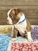 Rip, a male Boston Terrier for sale in Montevideo, MN – 2 of 6