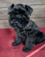 Gabby Red Collar, a male Miniature Schnauzer for sale in Montevideo, MN – 4 of 9