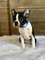 Thor, a male Boston Terrier for sale in Montevideo, MN – 1 of 10