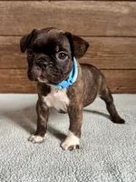 Harlin, a male Boston Terrier and French Bulldog for sale in Montevideo, MN – 3 of 9