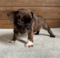 Harlin, a male Boston Terrier and French Bulldog for sale in Montevideo, MN – 6 of 9
