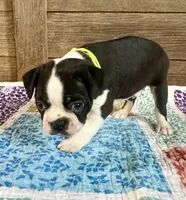 Chase, a male Boston Terrier for sale in Montevideo, MN – 2 of 7