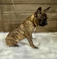 Jaxson , a male Boston Terrier and French Bulldog for sale in Montevideo, MN – 3 of 3